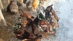 КУРЫ ЛИВЕНСКИЕ. ДВЕ РАСЦВЕТКИ. ПЕРВОЕ ЯЙЦО.