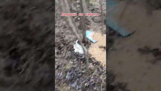Супер Ловушка на кабана #shorts #video #рек #рекомендации #охота #видео смотреть онлайн