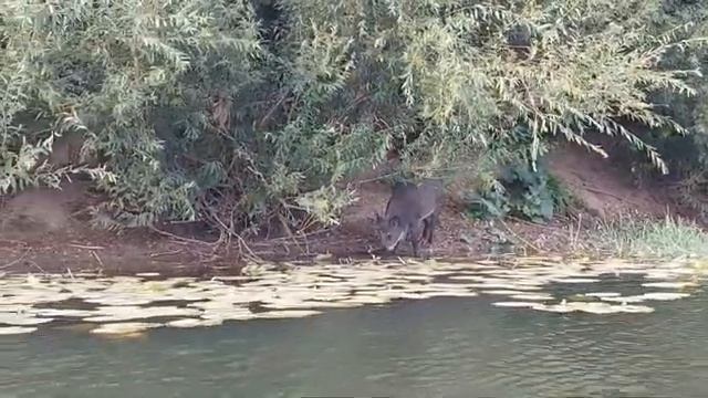 байкрафтинг по Медведице август 2023 ч.3 смотреть онлайн