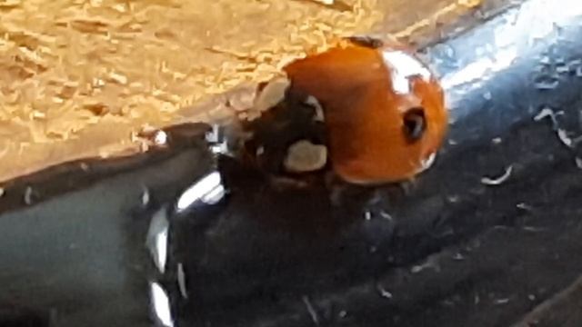 божья коровка зимой завтракает мёдом в квартире смотреть онлайн