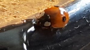 божья коровка зимой завтракает мёдом в квартире