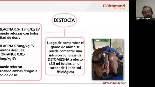Manejo Anestésico en Intervenciones Cotidianas en el Equino. смотреть онлайн