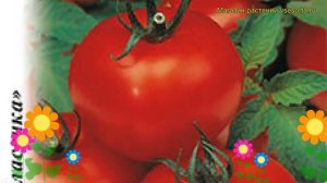 Томат Верлиока F1. Краткий обзор, описание характеристик, где купить семена solánum lycopérsicum