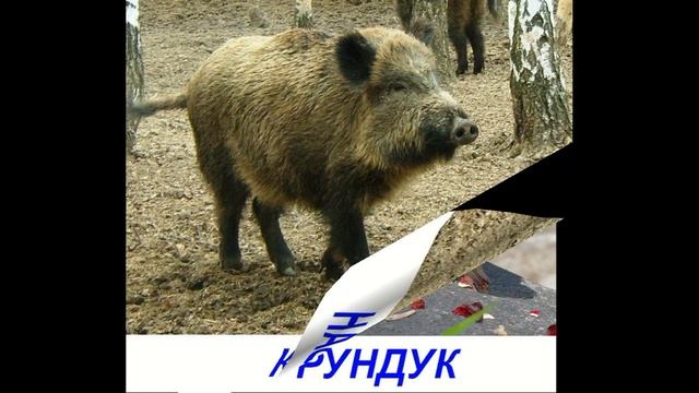 Лесные животные для детей. Карточки Домана смотреть онлайн