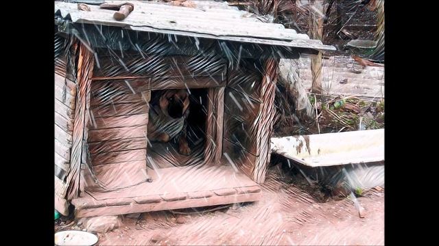 Обитатели собачьей будки, или история о царстве шерсти и блох