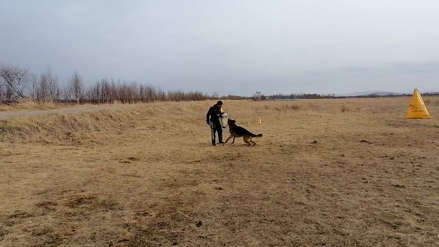 15.  выражено/перв OSTEN STERN NATANIEL (Tornados-Ostvind Yard Yantaris – Osten Stern Yukki)