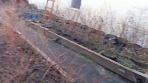 Будет ли расти голубика в комнатных условиях? Часть 1