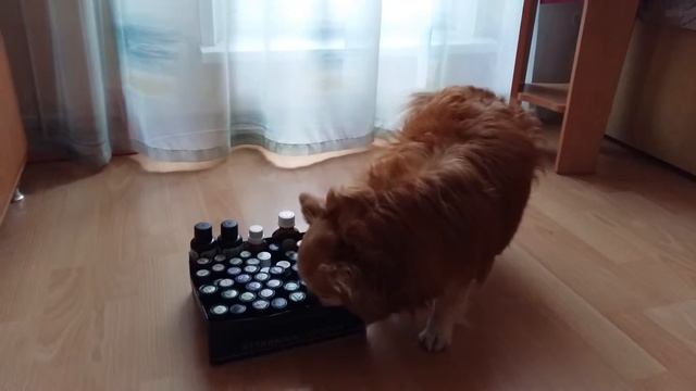 Эфирные масла применение аромадиагностика животных смотреть онлайн