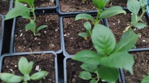 Сохнут листья у укорененных метельчатых гортензий ?