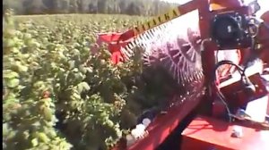 Комбайн для малины/ NATALKA kombajn do malin/   harvester for raspberries