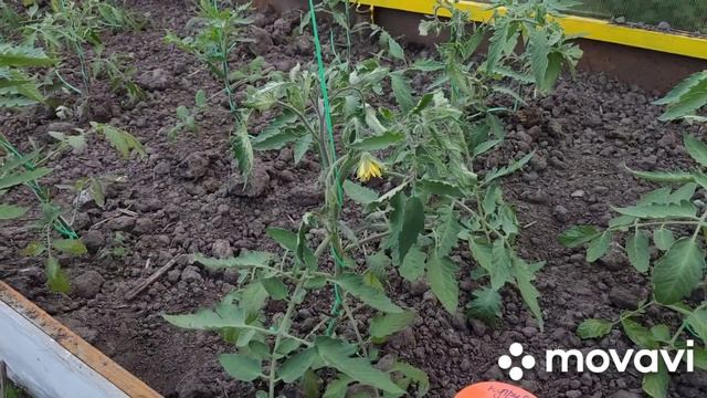 ЧЕМ ПОДКОРМИТЬ ПОМИДОРЫ ??? смотреть онлайн