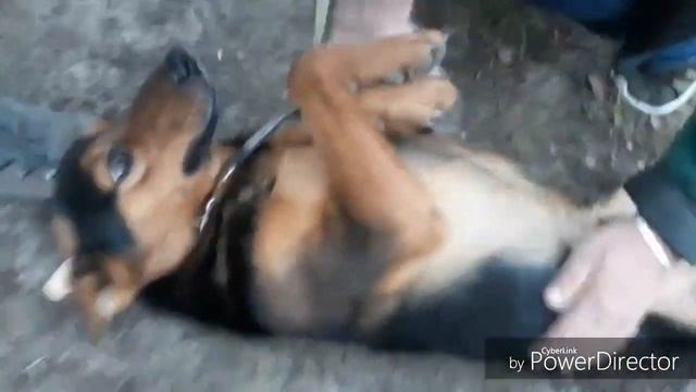 Забрали собаку из приюта❤ смотреть онлайн