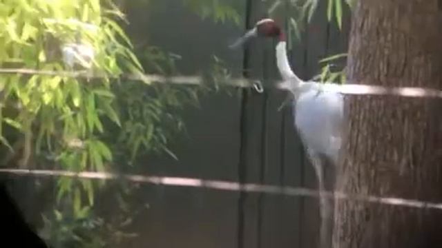 Saurus crane смотреть онлайн