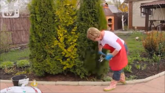 уход за туей март - апрель месяц смотреть онлайн