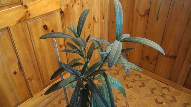 Комнатные растения/Олеандр/Советы по уходу смотреть онлайн