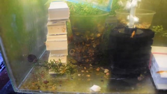 Самка родила рачков/мальки австралийского рака смотреть онлайн