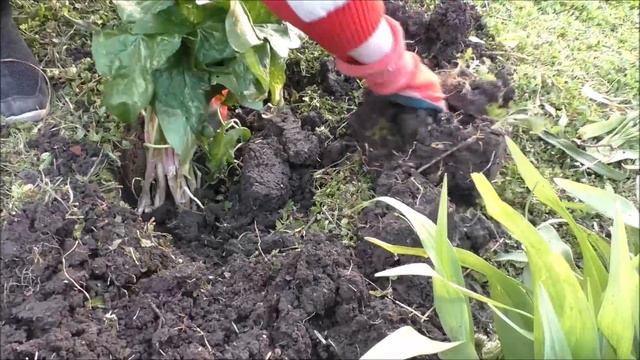 Vlog/День ни о чем/пересаживаем цветы смотреть онлайн