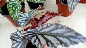 Большой обзор тростниковых бегоний. Часть 1.