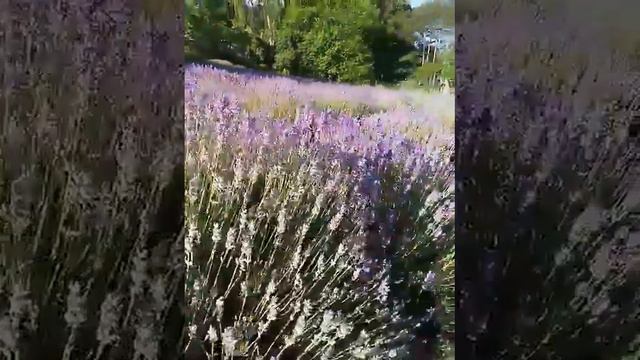Лаванда в Крыму, Массандра смотреть онлайн