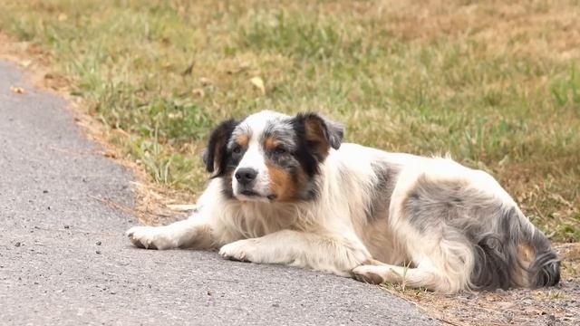 Němý Bezdomovec Přišel K Notářce, A Předal Jí Svou Závěť. Po Jejím Přečtení, žena...