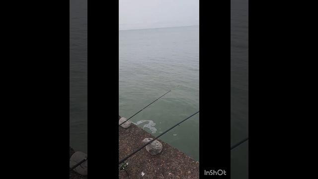 Дельфины в Сочи зимой!!!, Кефаль ,форель ,море ветер ,рыбалка, солнце красота!!! смотреть онлайн