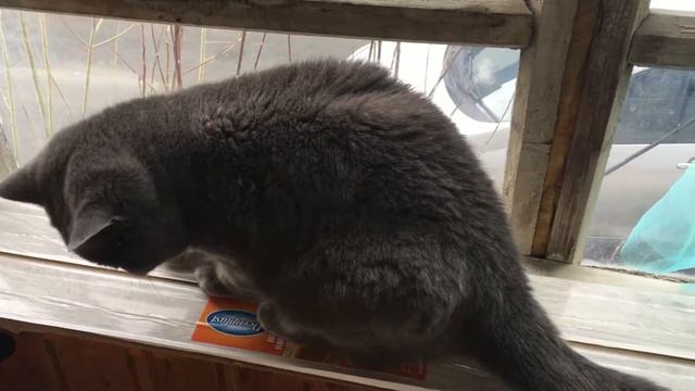 Кошка vs пчела смотреть онлайн