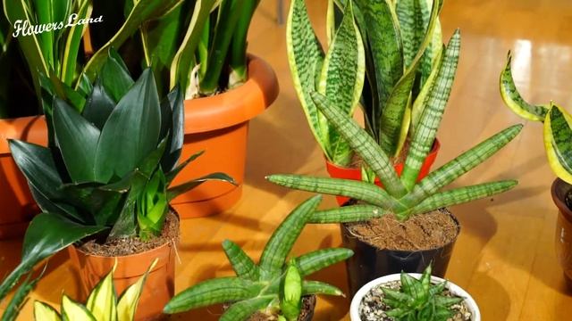 Сансевиерии / часть 1 смотреть онлайн