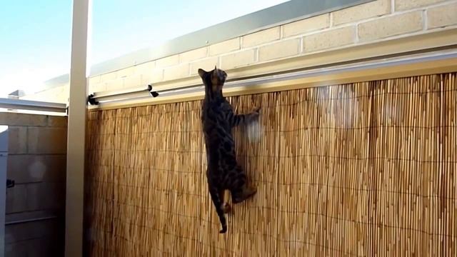 заборная система "Антикот" смотреть онлайн