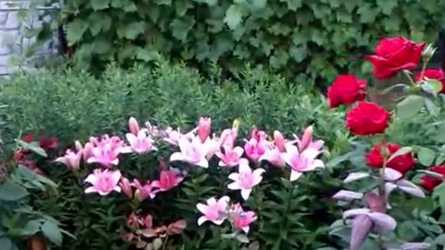 Юка и другие цветы на клумбе смотреть онлайн