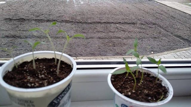 Начинаем основные посевы перца, баклажан и томатов для  раннего урожая