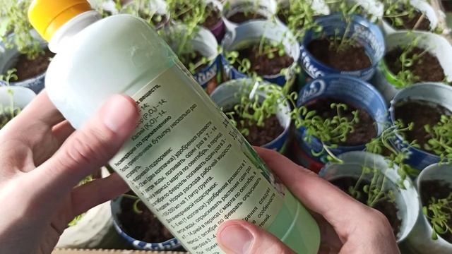 Уход за рассадой лаванды. Чем подкормить рассаду лаванды смотреть онлайн