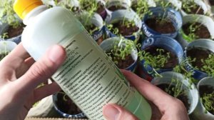 Уход за рассадой лаванды. Чем подкормить рассаду лаванды