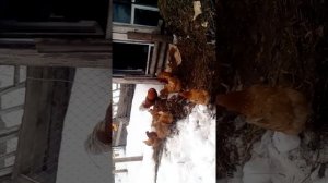 Куры не принимают петуха.