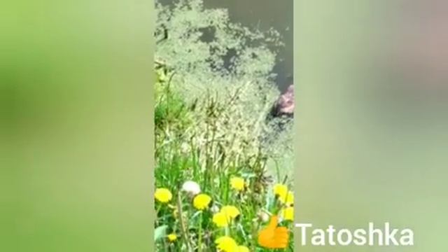 Ондатра в пруду. Лобня. смотреть онлайн