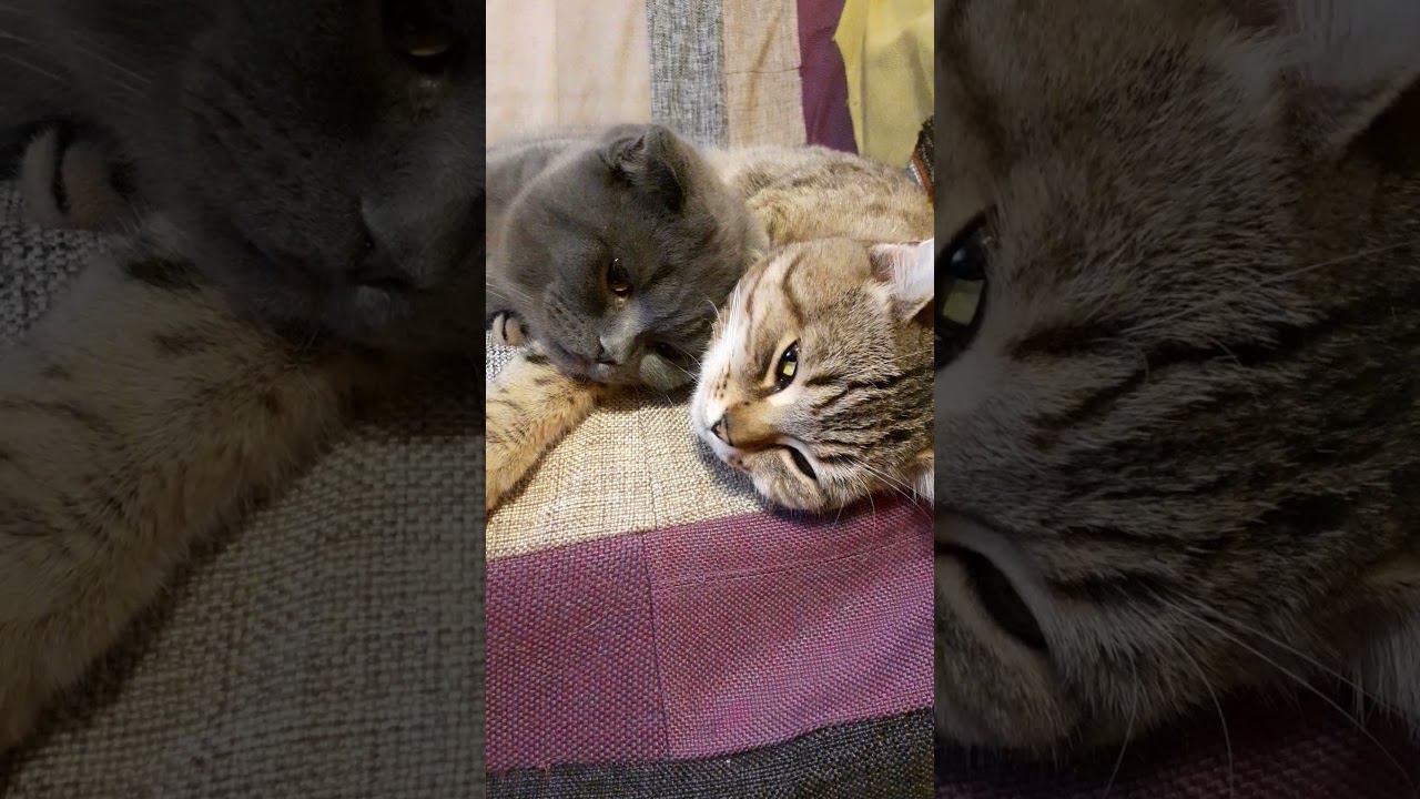 они такие разные, но такие классные... смотреть онлайн
