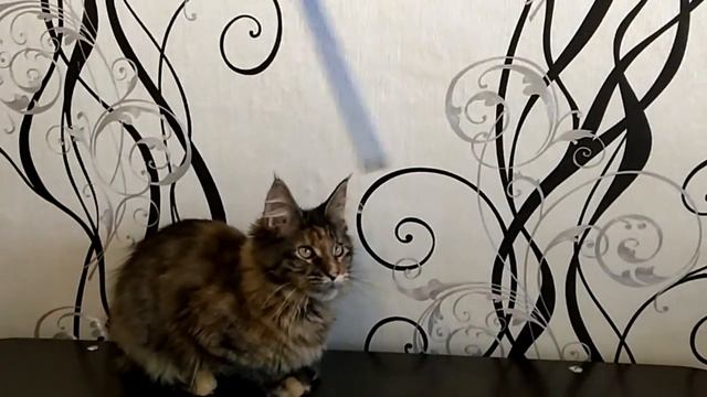 KIMY Черепашка пятнистая (тигровая) смотреть онлайн
