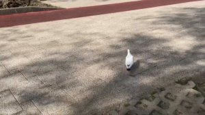 Новый Комсомольский пруд - стал лучше! | Ставрополь май 2021