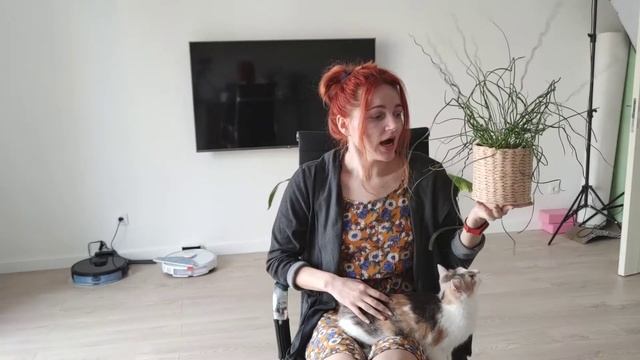 Juncus Effusus Spiralis My Cat's Most Favorite Plant смотреть онлайн