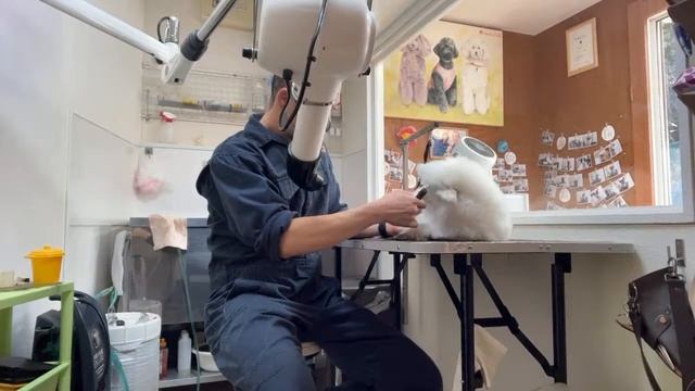 トイプードル美容！羊さんカット出来上がりまでLIVE！ смотреть онлайн