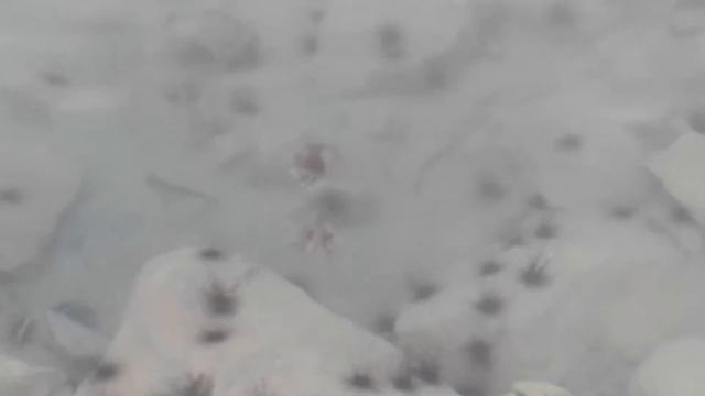 Эйлат 31.12.2015 рыба Крылатка-зебра. смотреть онлайн