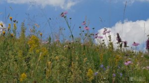 Горные луга - Звуки сверчков и кузнечиков - Полевые цветы, природа. Живая Природа. Луг,Насекомые.