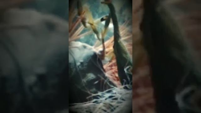 Хищное насекомое богомол встречайте ????. смотреть онлайн