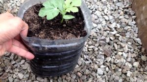 Секреты выращивания арбузов / Как вырастить здоровую рассаду