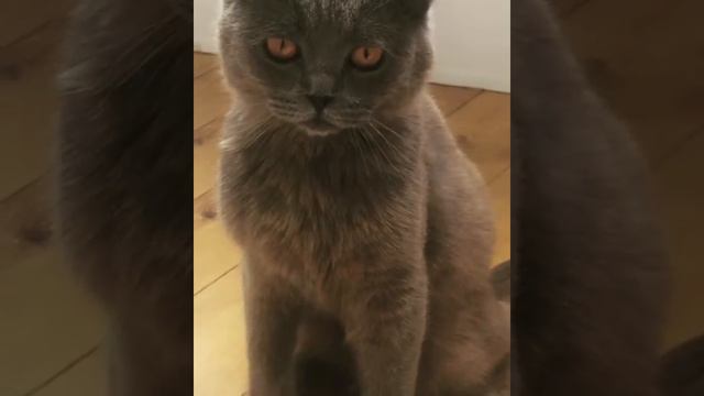 ЖОРИК смотреть онлайн