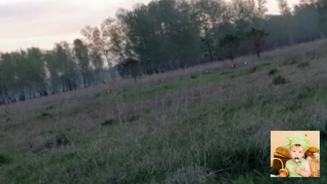Лесной тетерев, брачный период. Wood grouse, mating season смотреть онлайн
