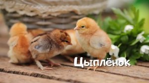 Голоса домашних ПТИЦ. Развивающие видео про животных для детей 2