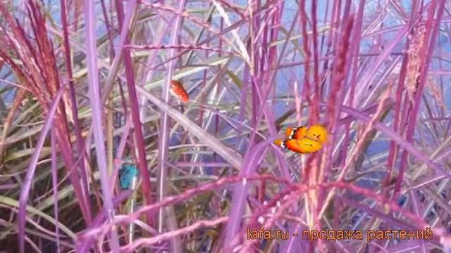 Мискантус китайский Пепл Фол (miscanthus sinensis) ? обзор: как сажать, рассада мискантуса Пепл Фол смотреть онлайн