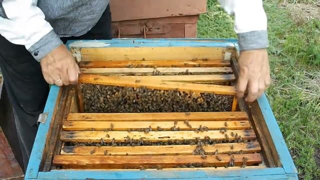 Формирование отводков пчелиной семьи.Часть1 смотреть онлайн