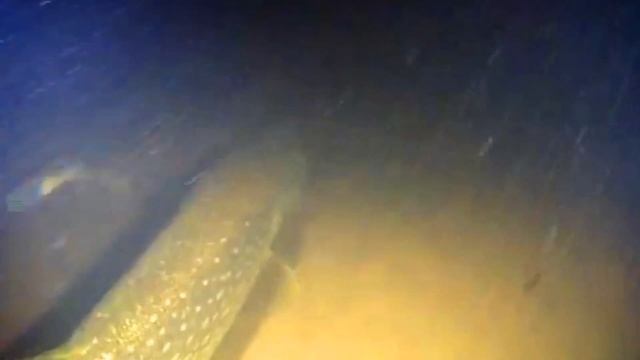 Щука — самая хищная рыба в нашей стране Щука имеет множество названий, такие как северная щука, щу смотреть онлайн