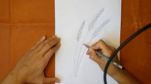 Как нарисовать колосок. Онлайн-школа рисования "Малевашки"